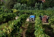 La AREV incluye en su manifiesto la preocupación por la desaparición de las ayudas al vino en la PAC 2028-2034