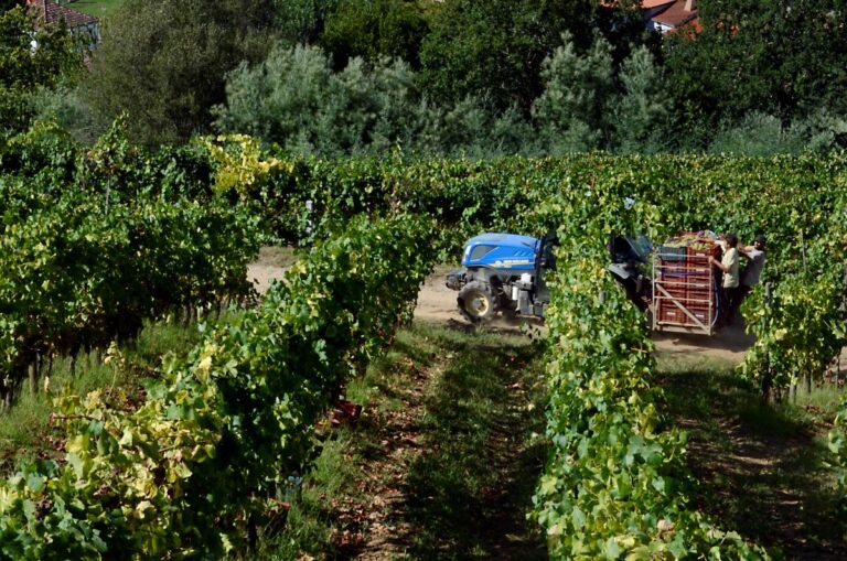 La AREV incluye en su manifiesto la preocupación por la desaparición de las ayudas al vino en la PAC 2028-2034