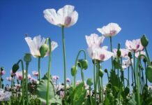 Piden a cuatro mujeres que paguen 6.500 euros por dañar una plantación de opio de una farmacéutica en Toledo