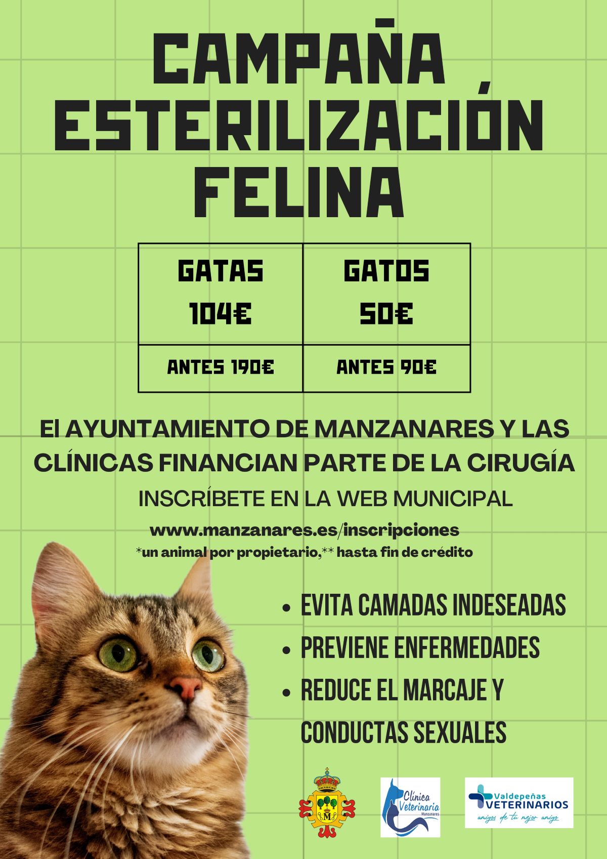El Ayuntamiento de Manzanares pone en marcha una campaña de esterilización felina