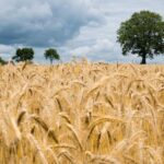 Asaja pide más seguridad en las comarcas de La Mancha y Campo de Calatrava ante la oleada de robos