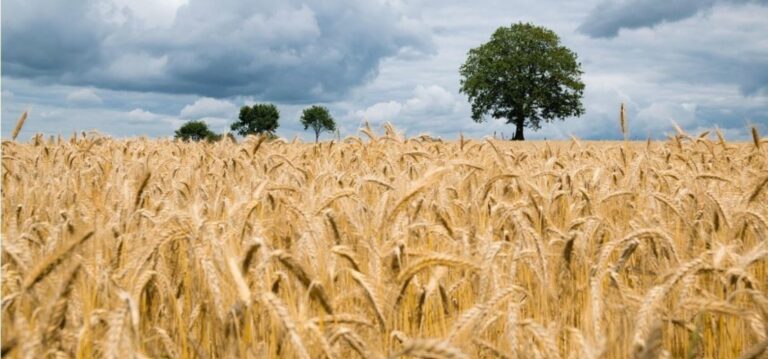 Asaja pide más seguridad en las comarcas de La Mancha y Campo de Calatrava ante la oleada de robos