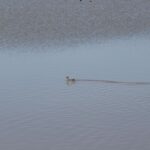 Sueltan veinte cercetas pardillas en el Complejo Lagunar de Alcázar de San Juan