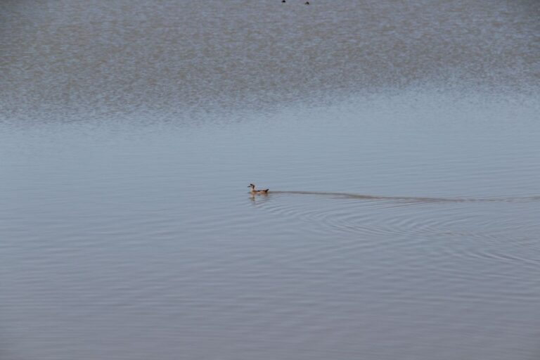 Sueltan veinte cercetas pardillas en el Complejo Lagunar de Alcázar de San Juan