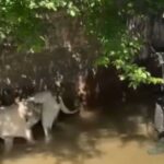 Bomberos de Tomelloso rescatan a una perra de un canal de riego