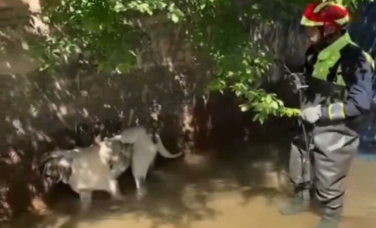 Bomberos de Tomelloso rescatan a una perra de un canal de riego