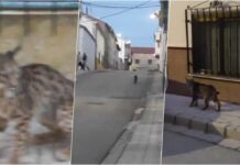 El «vecino» de cuatro patas que paseaba por las calles de Munera asustando a los vecinos