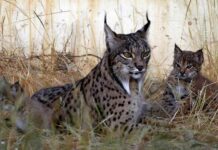 Castilla-La Mancha alcanza un récord con 715 linces ibéricos