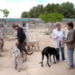 Argamasilla de Alba y APAYMA unen fuerzas para mejorar la calidad de vida de los animales abandonados