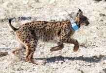 El lince ‘Troncho’ establece una nueva ruta de Andalucía hasta Murcia y Castilla-La Mancha