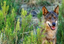 La comunidad científica pide a las CCAA frenar la caza del lobo