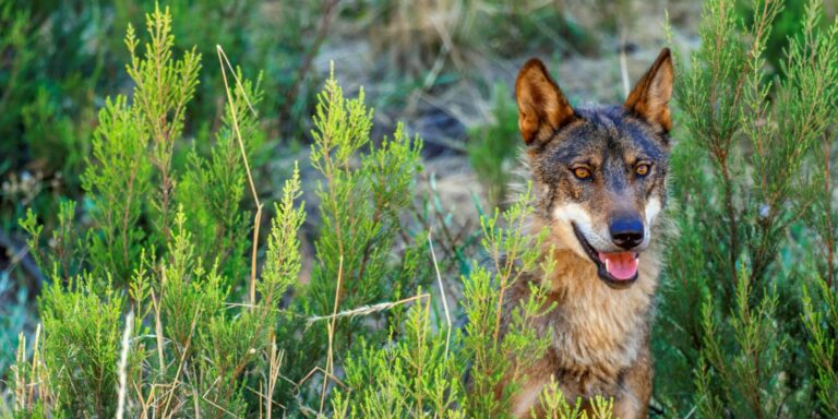 El censo del lobo cifra en 333 las manadas en España, un 12 % más que en 2014