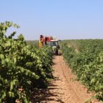 Abierta la bolsa de empleo para trabajar en la vendimia en Campo de Criptana