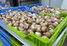 C-LM impulsará nuevas investigaciones en el sector del champiñón para mantener el liderazgo nacional