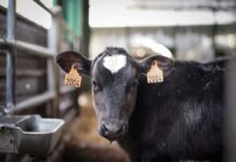 Unión de Uniones pide cooperación a las administraciones para evitar un impacto de EHE similar al del año pasado