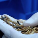Proteínas del futuro: Llevan los insectos al siguiente nivel desde un pueblo de Cuenca