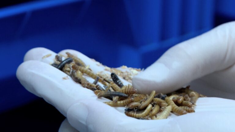 Proteínas del futuro: Llevan los insectos al siguiente nivel desde un pueblo de Cuenca