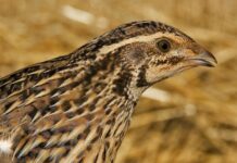 Se abre la ‘media veda’ para las especies cinegéticas migratorias estivales autorizadas