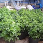 Desmantelados tres puntos de cultivo y venta de marihuana en Tomelloso y Socuéllamos