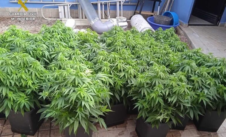Desmantelados tres puntos de cultivo y venta de marihuana en Tomelloso y Socuéllamos