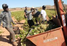 Cooperativas Agro-alimentarias, contraria a contratar inmigrantes ilegales como temporeros: «Hay que ser rigurosos»