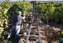 Piden un convenio para los 400 vendimiadores de C-LM que se desplazarán para la campaña francesa