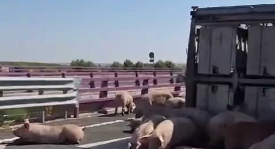 vuelca camion cerdos en la CM-42