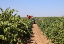 Cooperativas C-LM cree que la cosecha de vendimia bajará un 18 % respecto a 2024