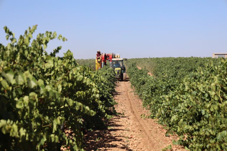 Cooperativas C-LM cree que la cosecha de vendimia bajará un 18 % respecto a 2024
