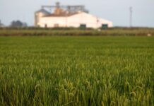 561 agricultores de secano, arroz y tomate de C-LM recibirán ayudas extra de 1,6 millones de euros