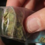 Incautadas varias bolsas con droga en distintos controles en La Solana