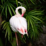 Rescatado un flamenco común que caminaba desorientado por Villarrubia de los Ojos