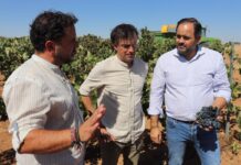 Núñez pide a la Junta una estrategia para garantizar la rentabilidad y viabilidad del sector vitivinícola
