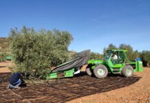 C-LM subirá un 29 % su producción de aceite de oliva en la campaña 2024-2025