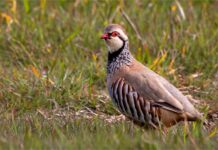 Abierta la temporada hábil de caza menor y mayor en Castilla-La Mancha