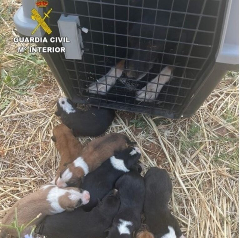 Rescatada una perra y sus nueve cachorros de morir ahogados en una arqueta en Alcubillas