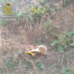 Pillan a un hombre mientras cazaba jilgueros con redes en Piedrabuena