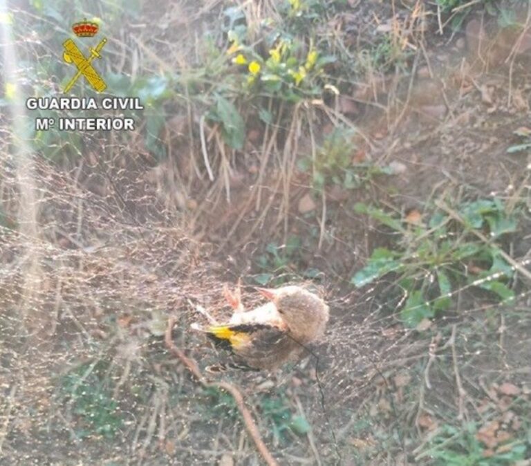 Pillan a un hombre mientras cazaba jilgueros con redes en Piedrabuena