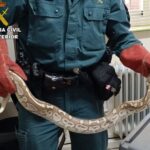 Localizada una pitón en una calle céntrica de Daimiel