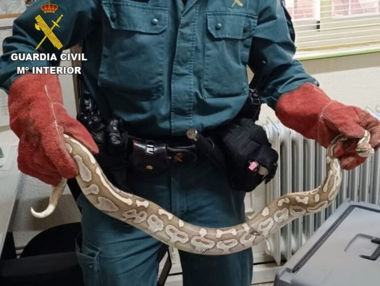 Localizada una pitón en una calle céntrica de Daimiel