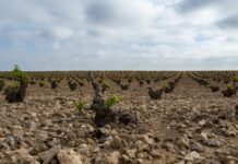 Publicadas las ayudas a la incorporación de jóvenes a la agricultura con un presupuesto total de 50 millones de euros