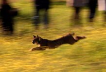 C-LM consolida la presencia del lince ibérico tras nacer casi 400 ejemplares en la región en 2024