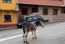Recogido un asno que vagaba por la calle en La Solana