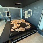 El dinosaurio ‘Pepito’ vuelva al MUPA tras 9 meses en la exposición ‘Cazadores de dragones’ en Madrid