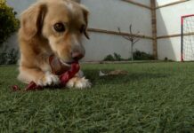 Perros famosos, aficionados taurinos o un canario escapista, entre las mascotas de los políticos de C-LM