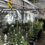 Detenido en Víllora tras desmantelar una plantación de 450 plantas de marihuana