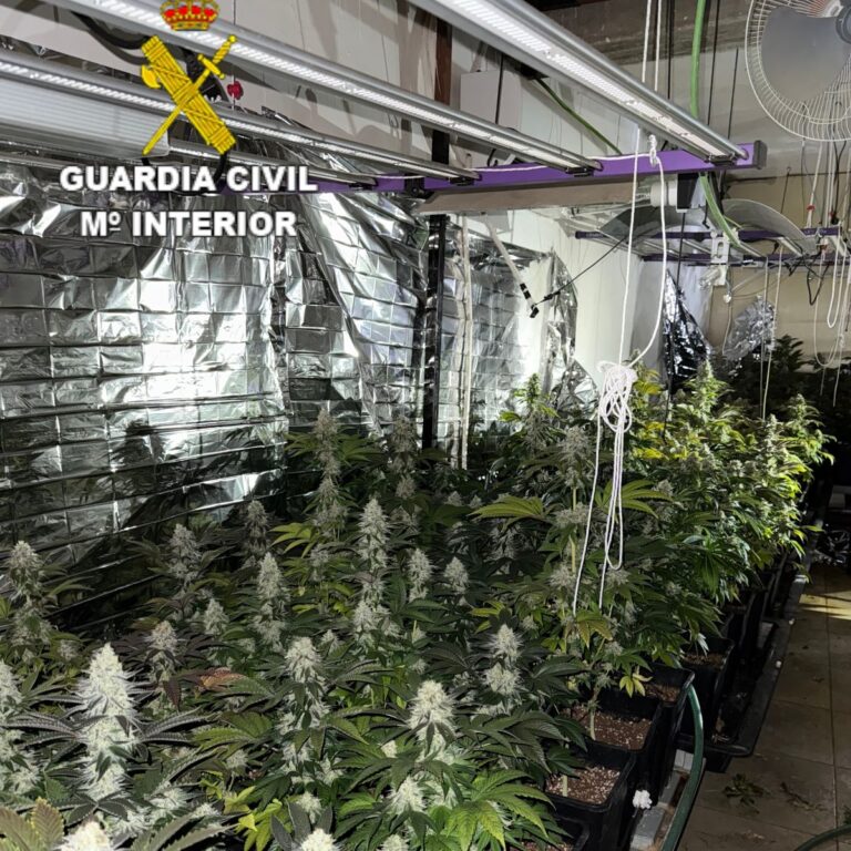 Detenido en Víllora tras desmantelar una plantación de 450 plantas de marihuana