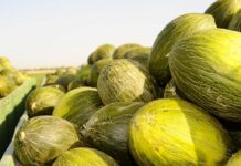 Abierto el plazo de solicitud de las ayudas Focal 2025 en Castilla-La Mancha