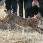 El lince ibérico vuelve a correr por esta provincia de Castilla-La Mancha