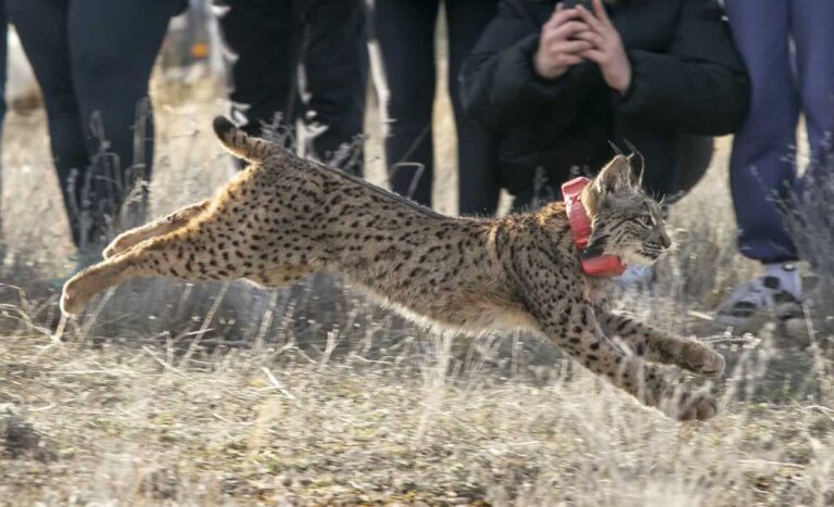 El lince ibérico vuelve a correr por esta provincia de Castilla-La Mancha